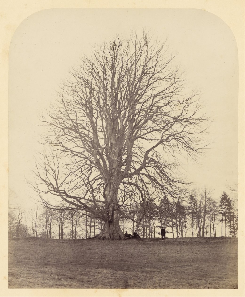 Great Beech on Manor Hill by James Sinclair