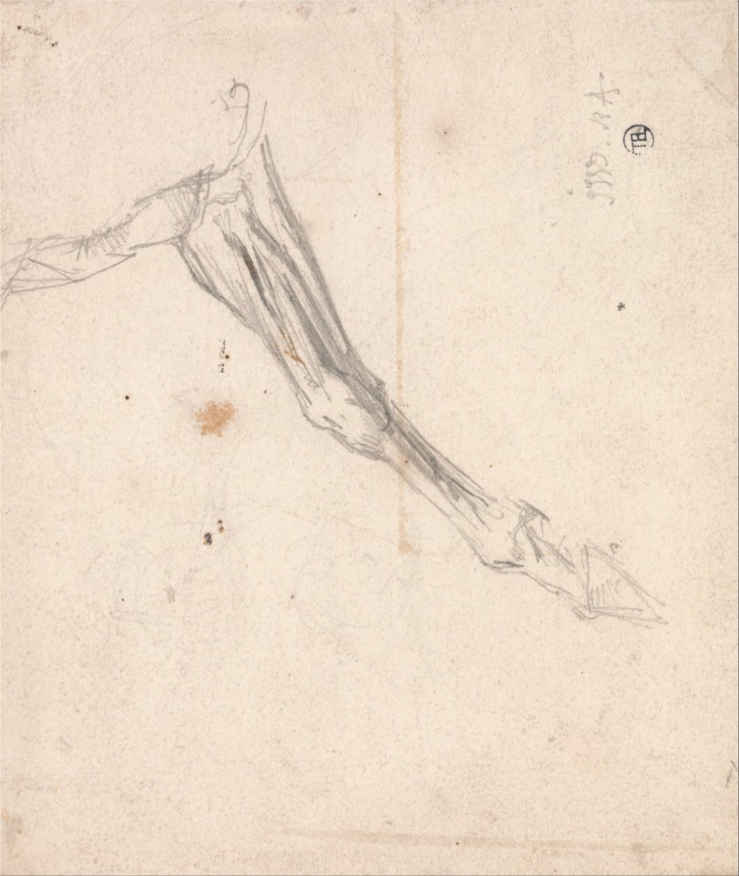 Horses Foreleg (Possibly a Study for L