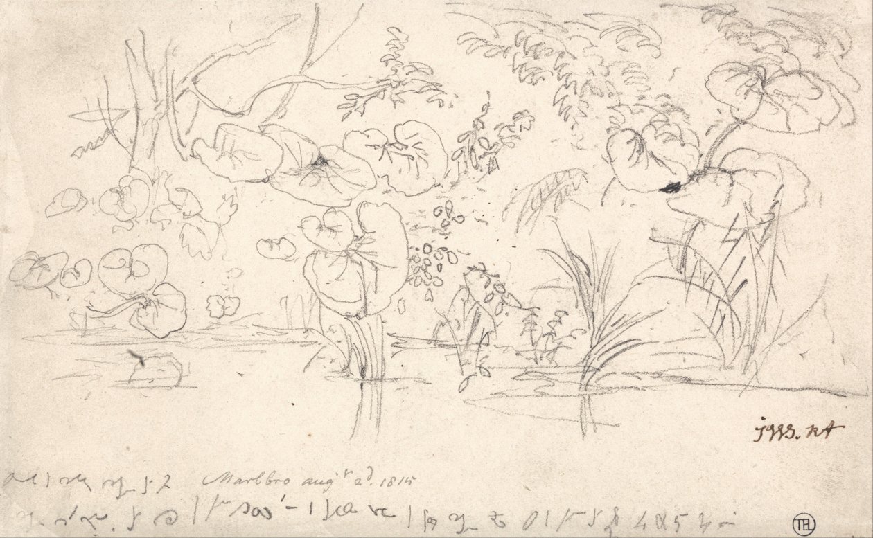 Studies of Plants, August 2, 1815 by James Ward