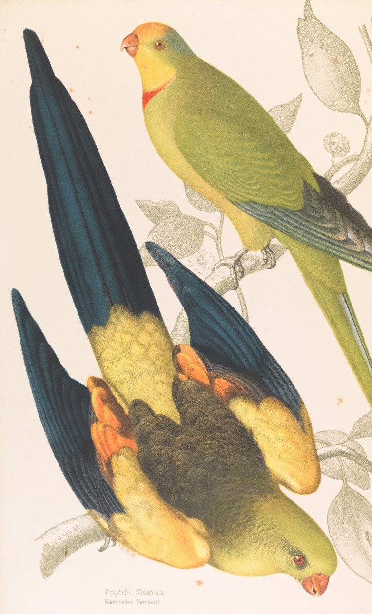 Black-tailed Parrakeet, Polytelis melanura and Green Leek Parakeet, Polytelis barranandi by James Whitley Sayer