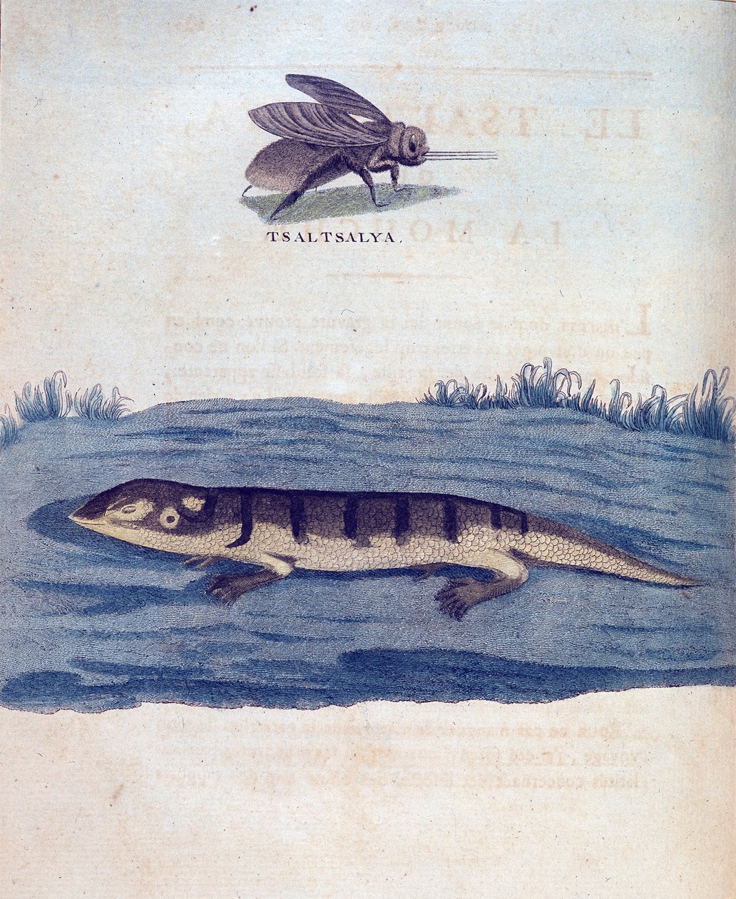 Fly and Lizard - in 