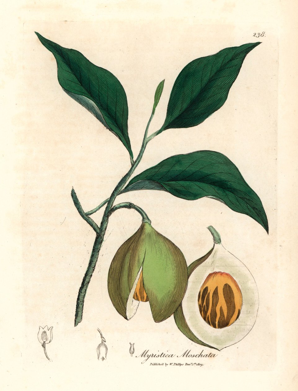 Nutmeg and Mace Tree, Myristica Moschata, Myristica Fragrans, from a Botanical Illustration by James Sowerby from William Woodville and Sir William Jackson Hooker