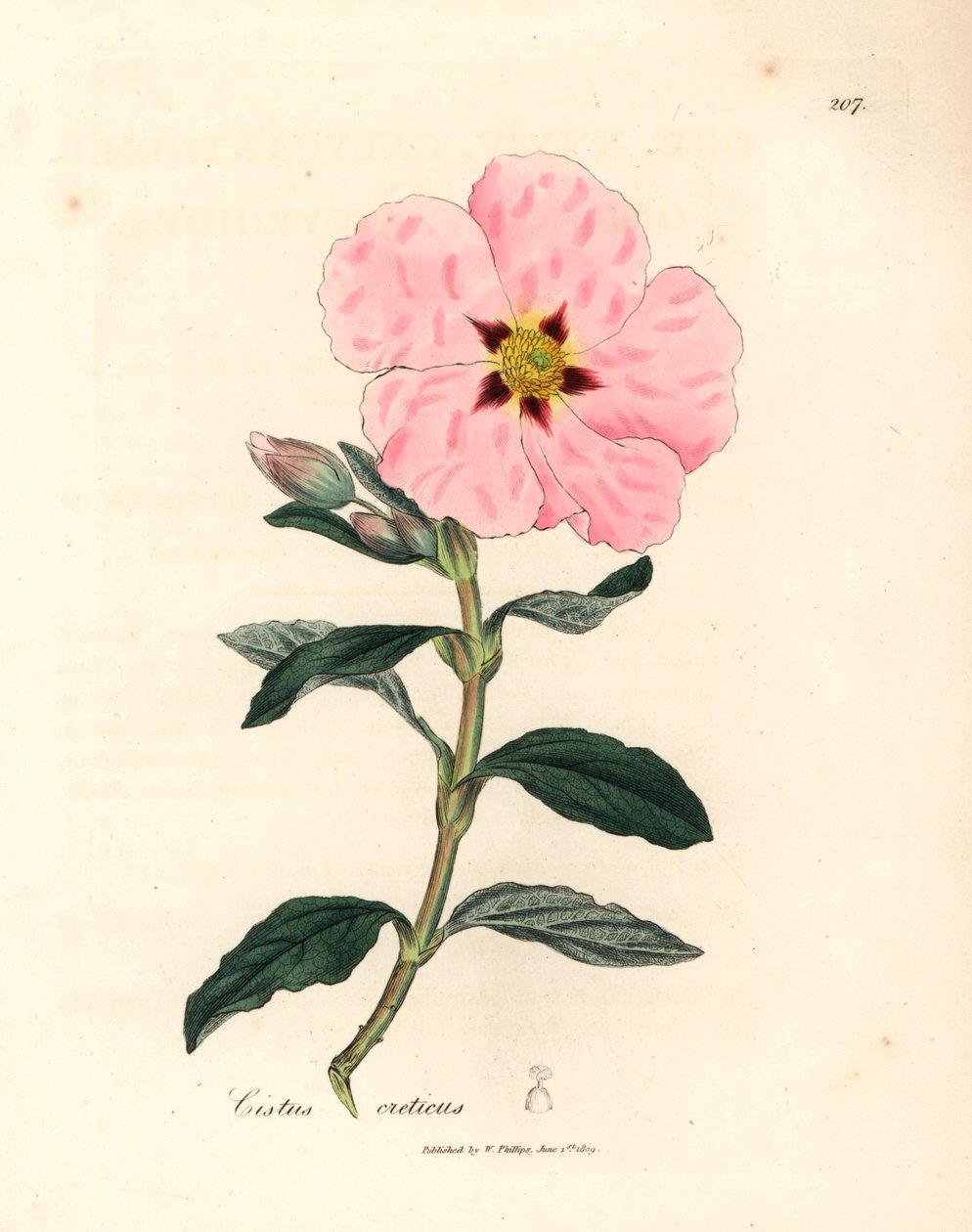 Pink Flowered Cretan Cistus, Cistus Creticus, from a Botanical Illustration by James Sowerby from William Woodville and Sir William Jackson Hooker