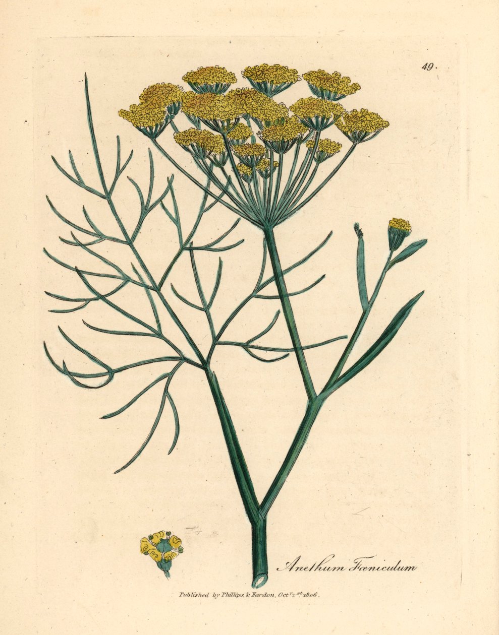 Yellow Flowered Fennel, from 