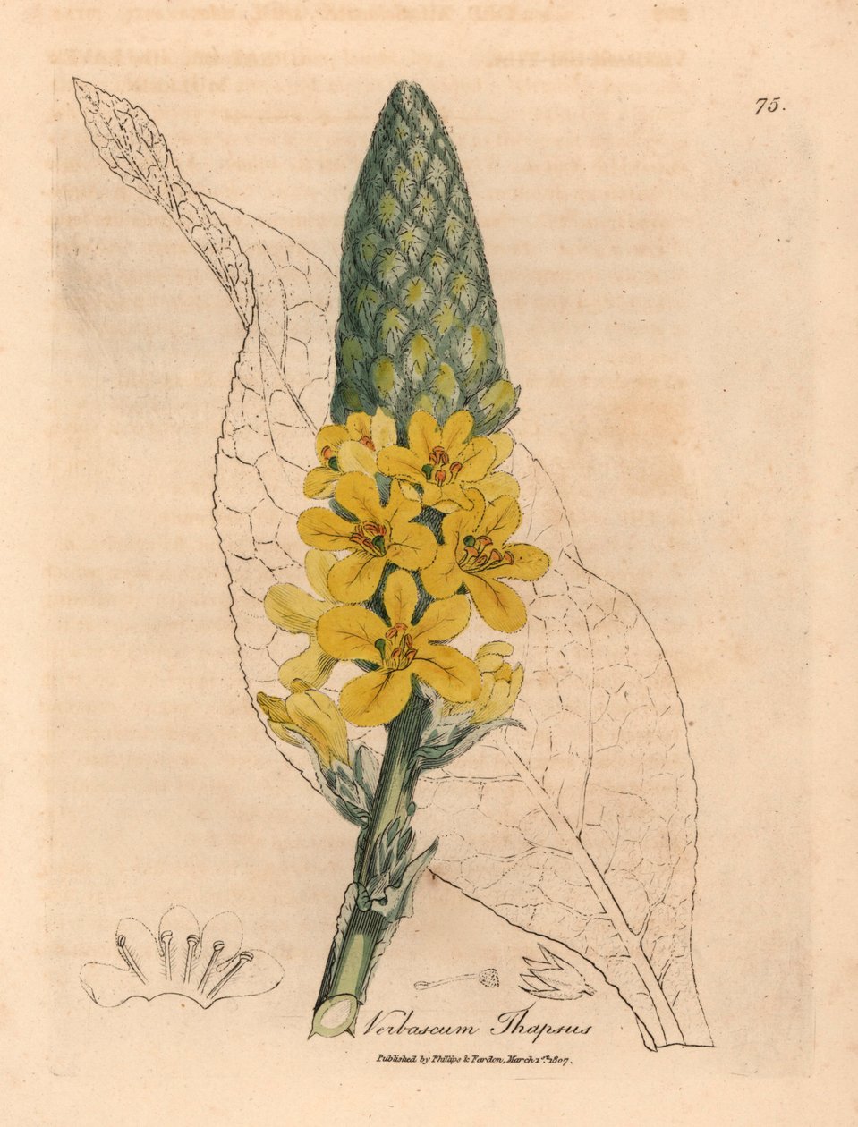 Yellow Flowered Great Broad-Leaved Mullein, Verbascum Thapsus, from a Botanical Illustration by James Sowerby from William Woodville and Sir William Jackson Hooker