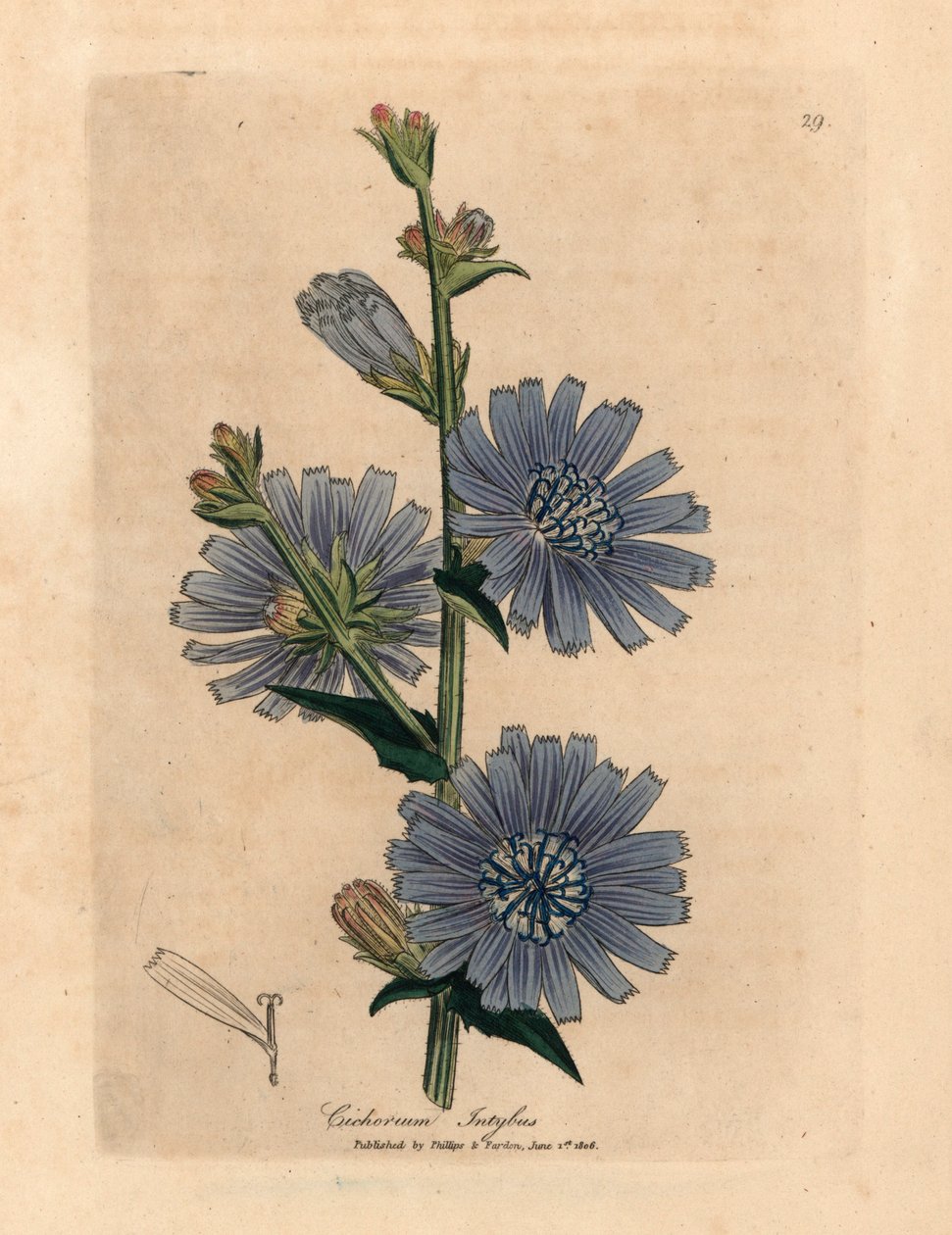 Blue flowered wild succory or chicory, Cichorium intybus, from a ...