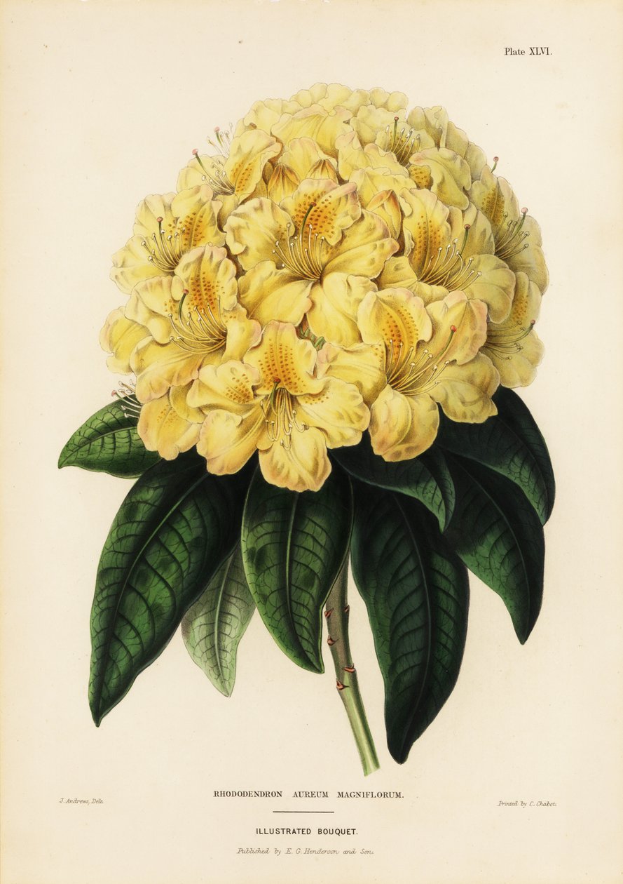 Golden rhododendron, Rhododendron aureum magniflorum by James Andrews
