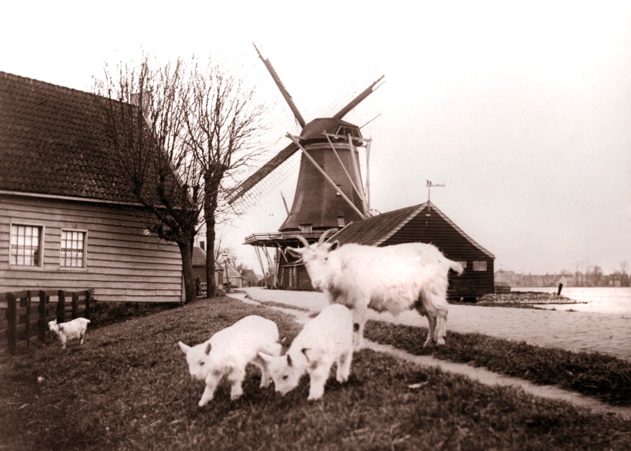 Goats, Laandam, Netherlands by James Batkin