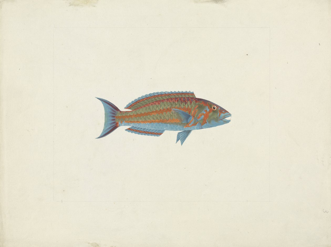 A Fish, El Hudderi Imbo by James Bruce