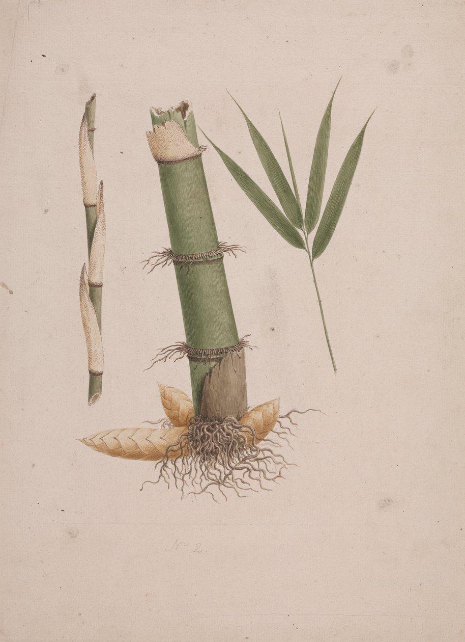 Arundinaria alpina K. Schum. (African Bamboo): finished drawing of sections of stem and of shoot with leaves by James Bruce