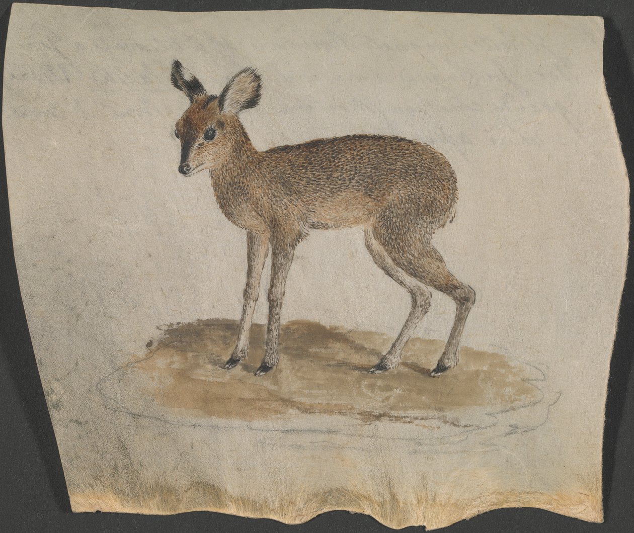 Dik-dik by James Bruce