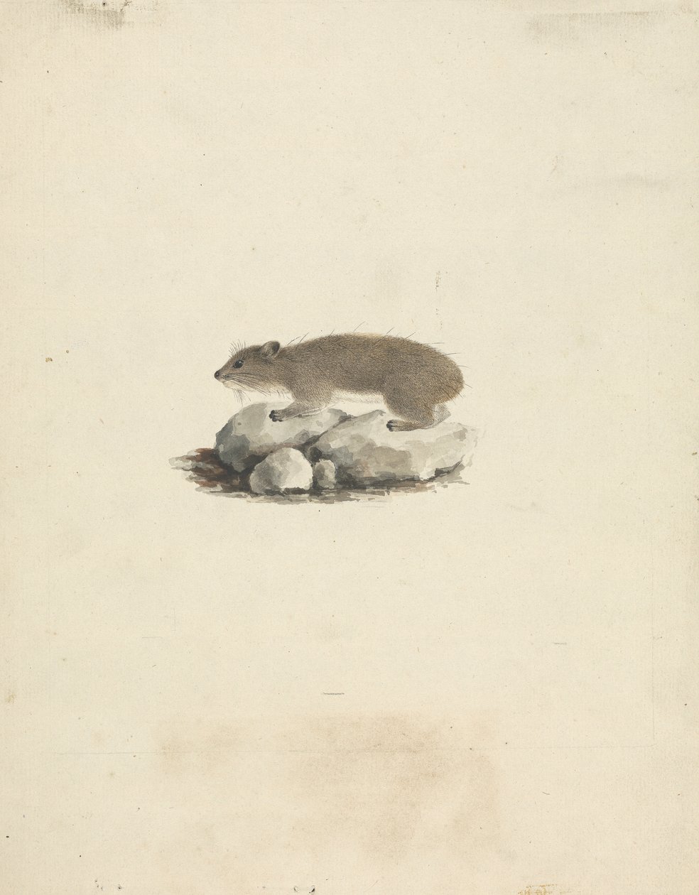 Heterohyrax brucei (Yellow-Spotted Rock Hyrax)