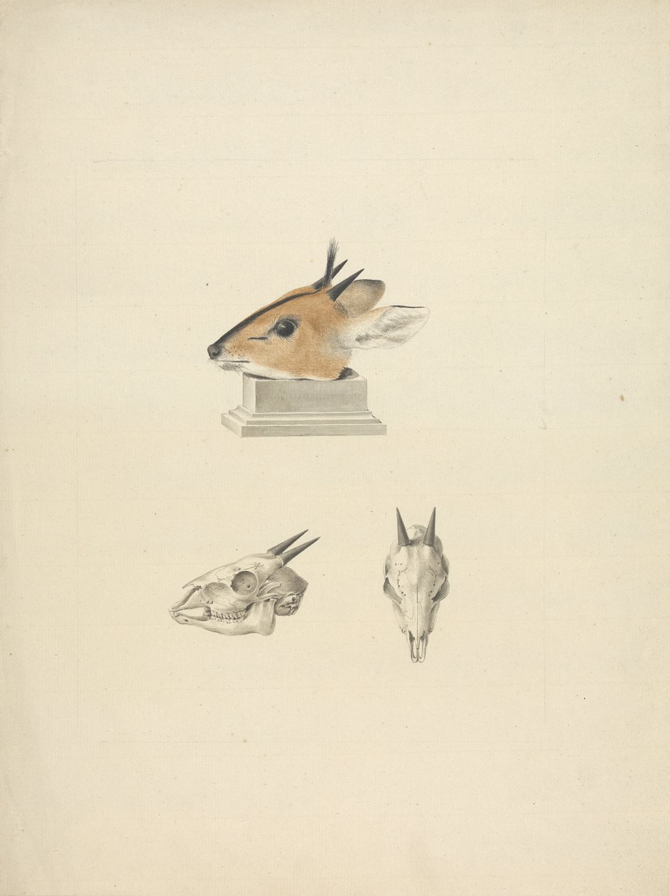 Unidentified Madoqua (Dik-dik): study of head and skull by James Bruce