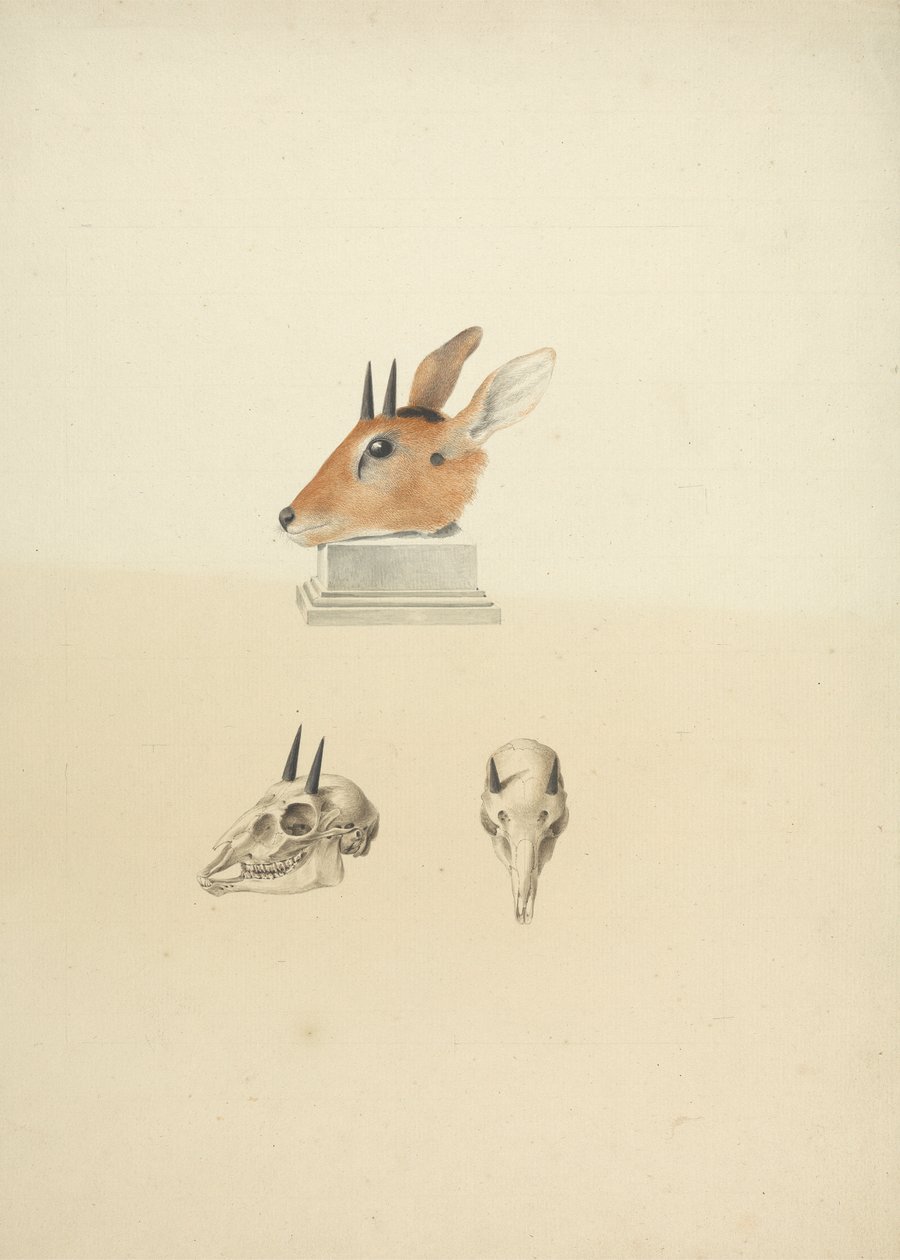 Unidentified Madoqua (Dik-dik): study of head and skull by James Bruce