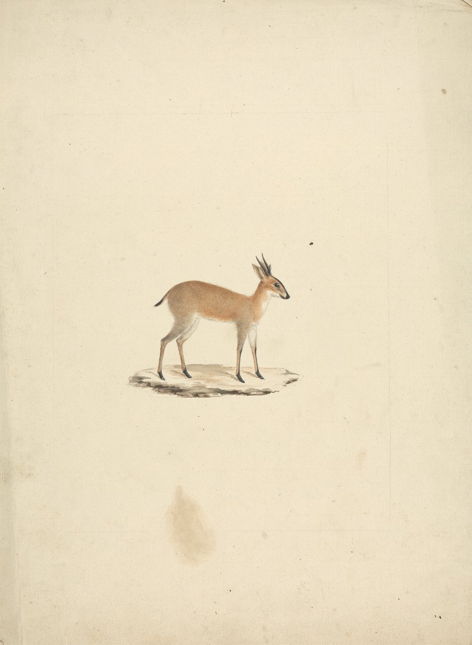Unidentified Madogua (Dik-dik) by James Bruce