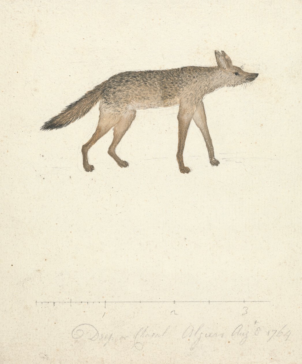Wolf by James Bruce