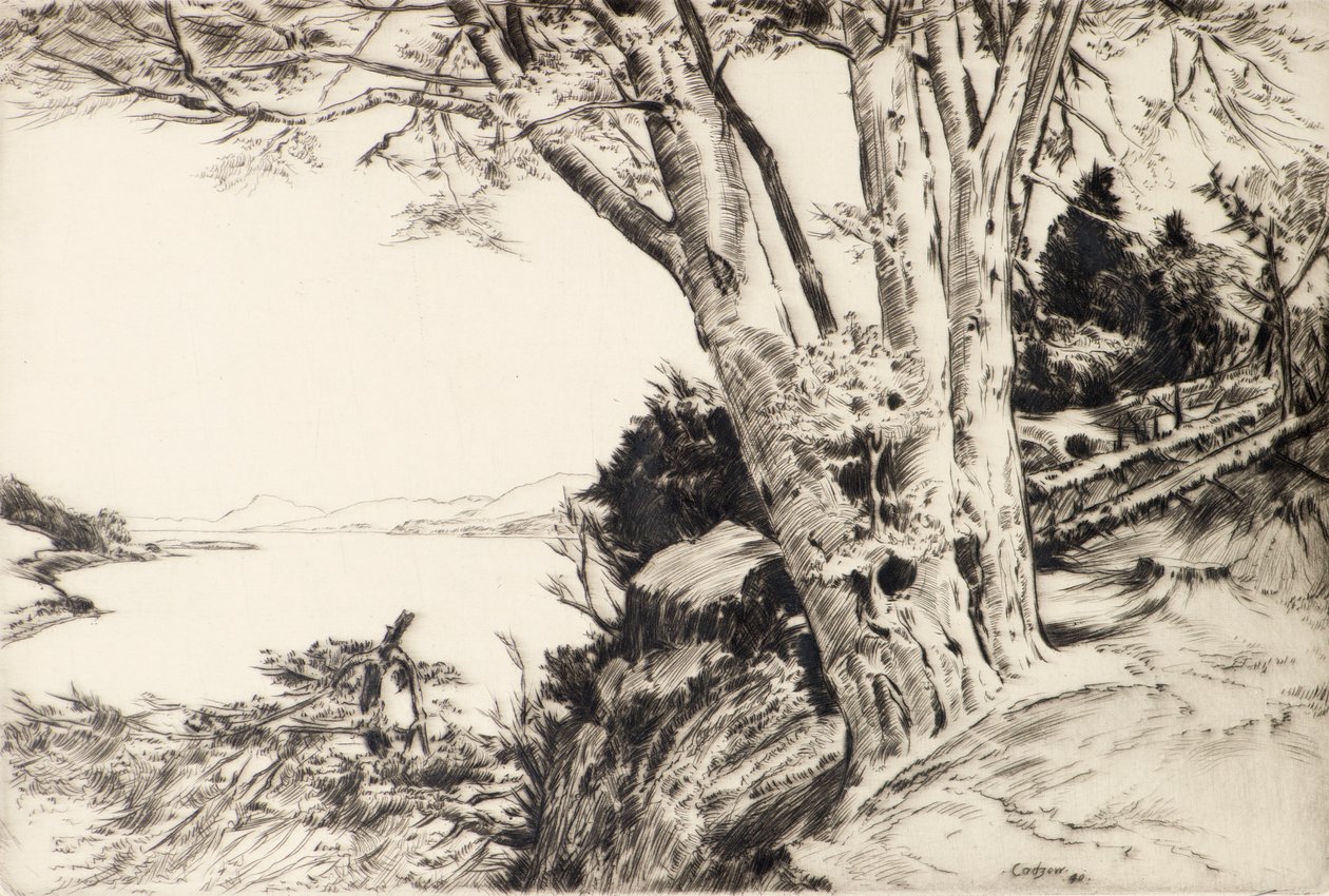 The Beech Tree by James Cadzow
