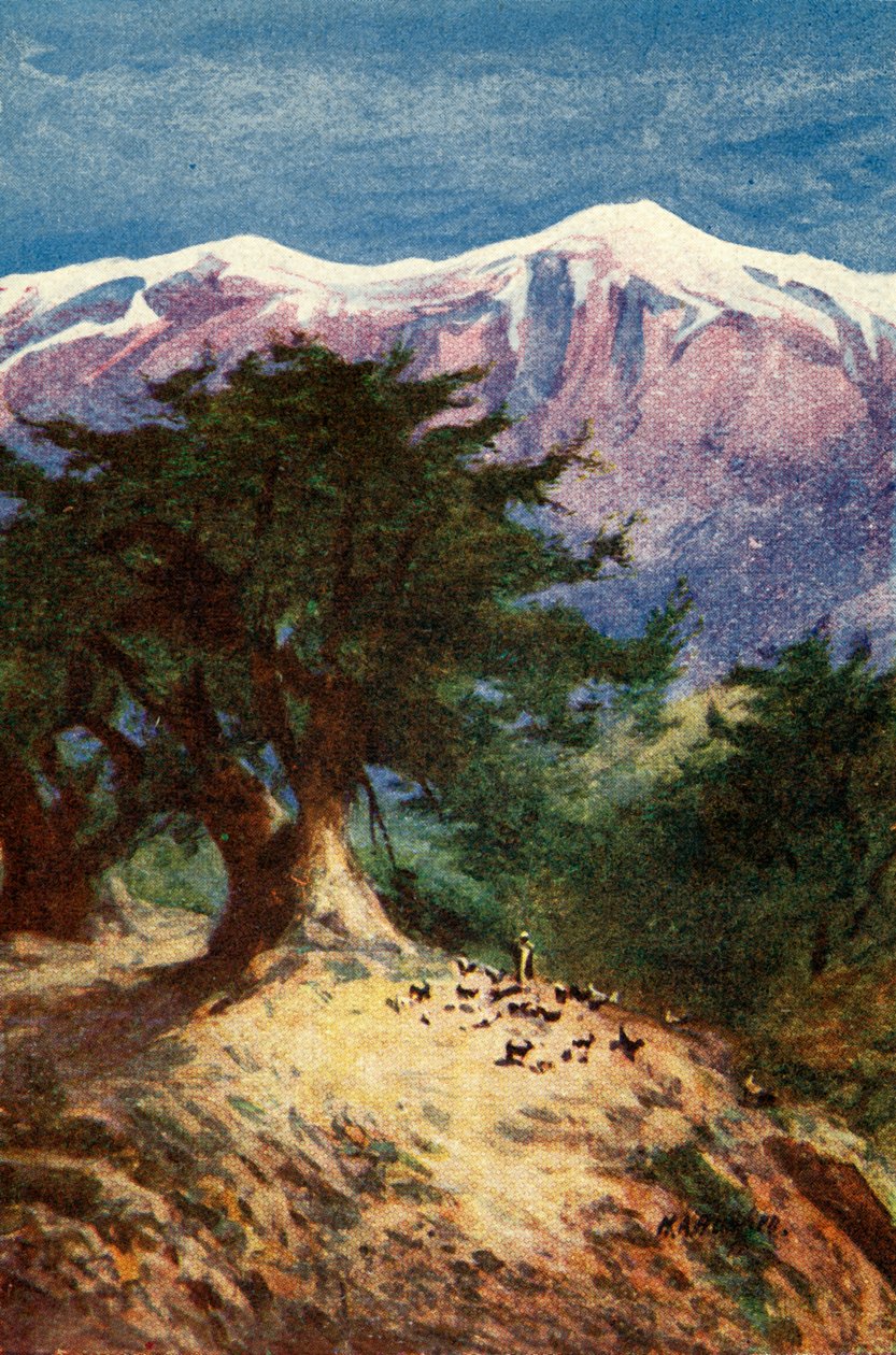 Cedars of Lebanon - Matt. xii. 33, c1924 by James Clark and Henry A Harper