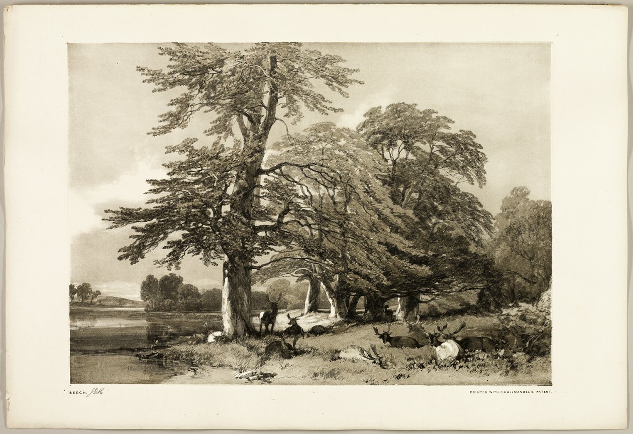 Beech, from The Park and the Forest by James Duffield Harding