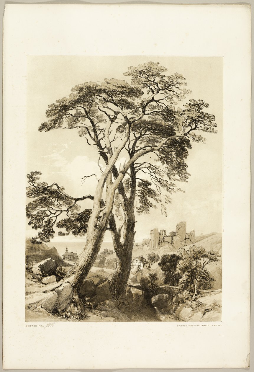 Scotch Fir, from The Park and the Forest by James Duffield Harding