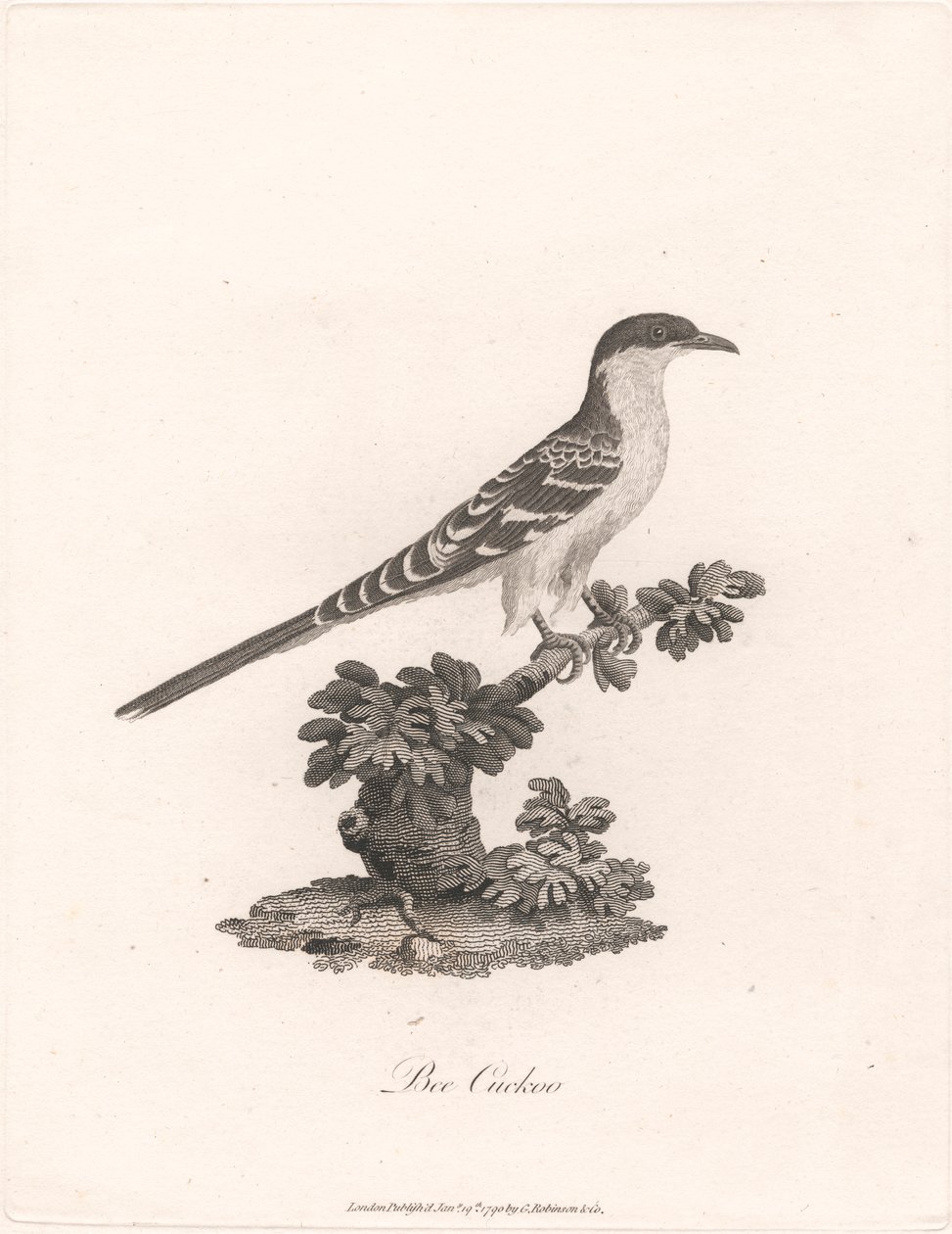 Bee Cuckoo by James Heath
