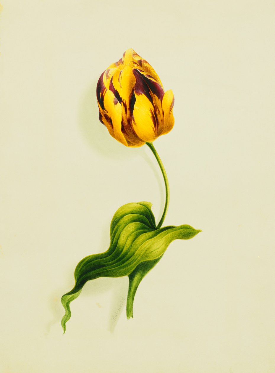 A Parrot Tulip, 1826 by James Holland