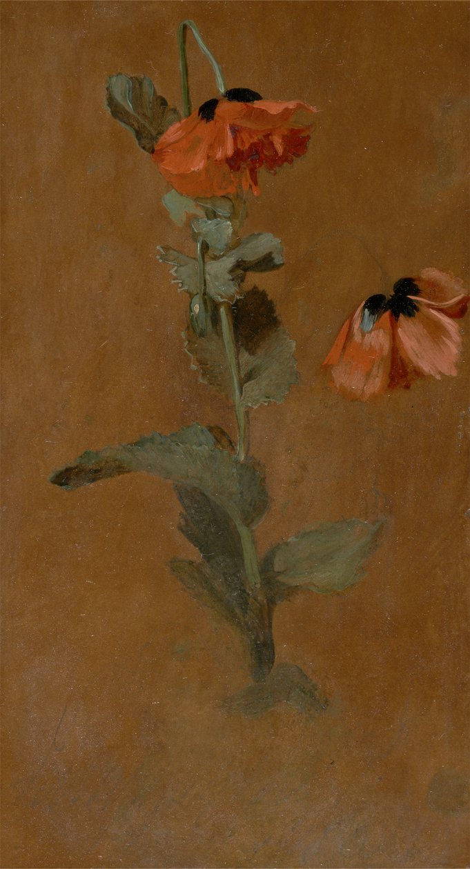 Study of Poppies, 1832 (post conservation) by James Inskipp
