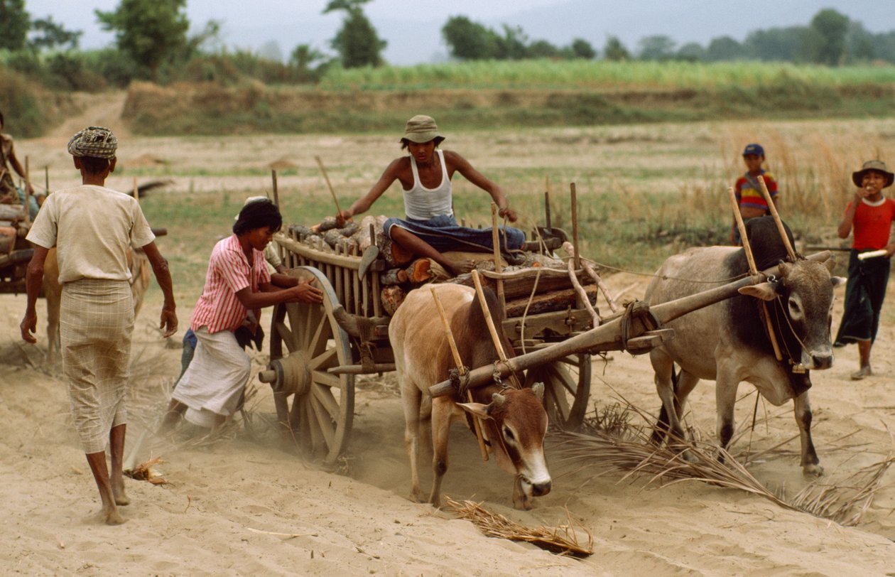 A bullock cart gets bogged down in the heavy dust on a bad road, Sebin Village, Burma by James L Stanfield
