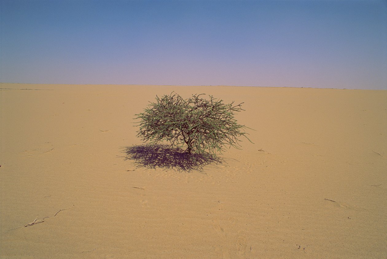 Isolated tree in a desert in Niger, Africa by James L Stanfield
