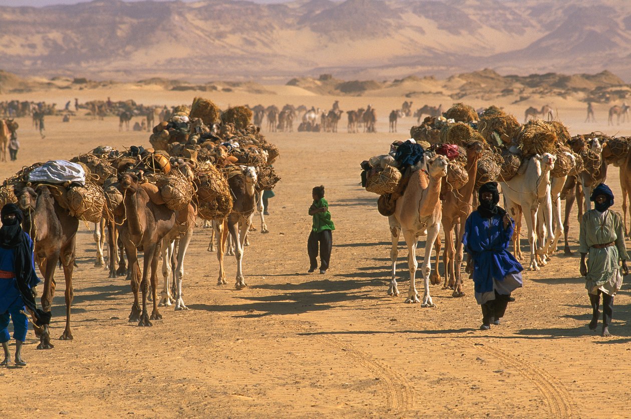 Salt camel caravan outside Fachi. Near Fachi, Niger by James L Stanfield