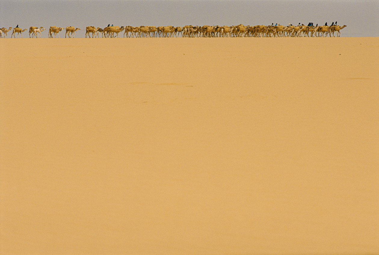 Salt caravan en route to Agadez, Niger by James L Stanfield