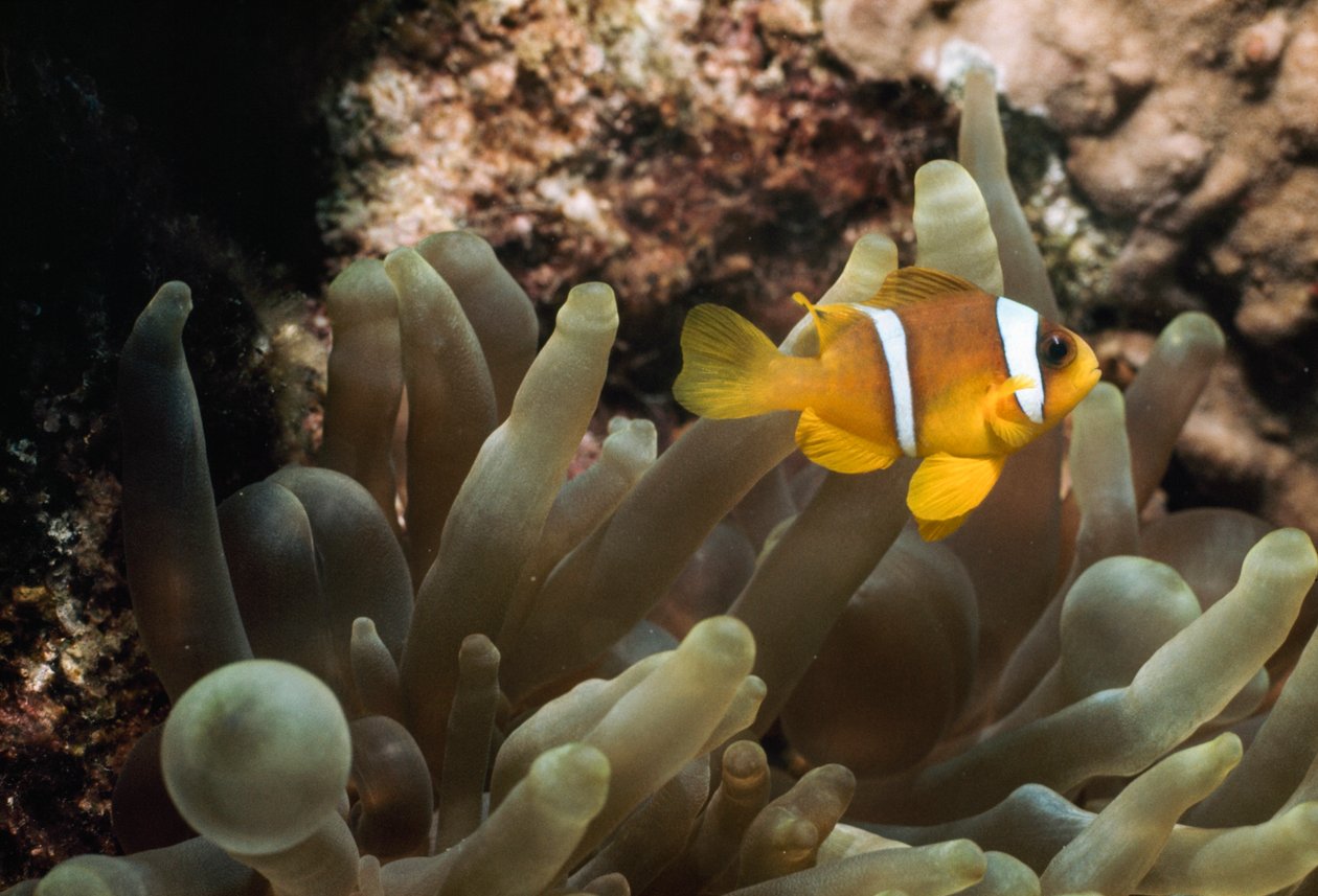 Underwater off Eilat, Israel, Gulf of Aqaba (part of the Red Sea) by James L Stanfield