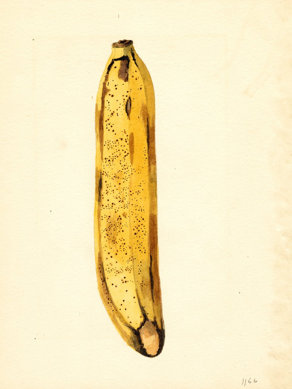 Banana (Musa) by James Marion Shull