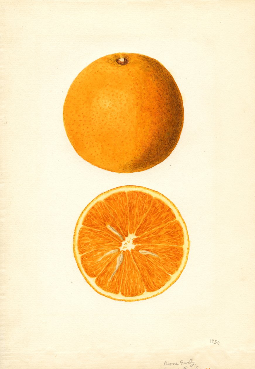 Boone Early Oranges (Citrus sinensis) by James Marion Shull
