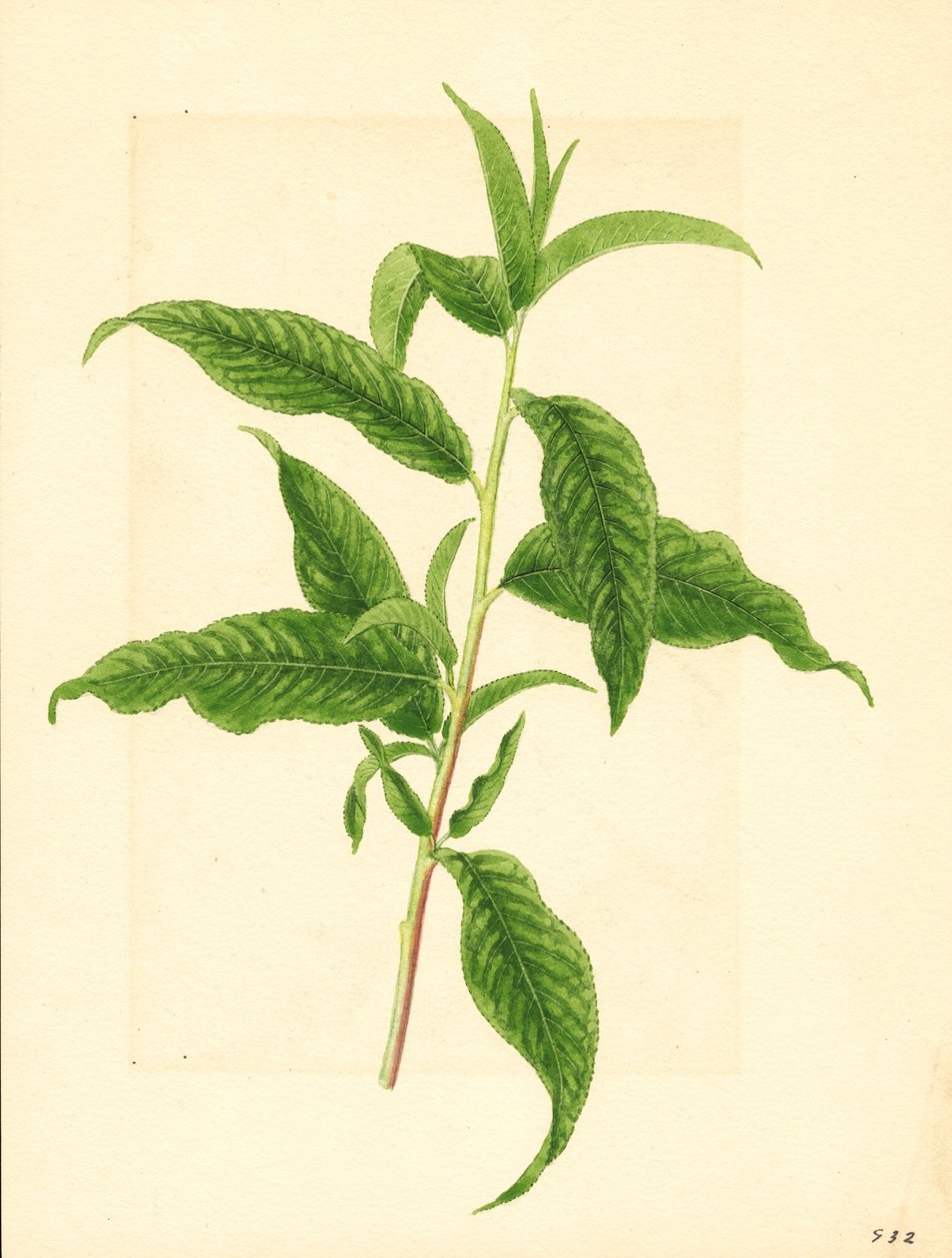 Branch with Green Leaves from Elberta Peach Tree (Prunus persica: Elberta) by James Marion Shull