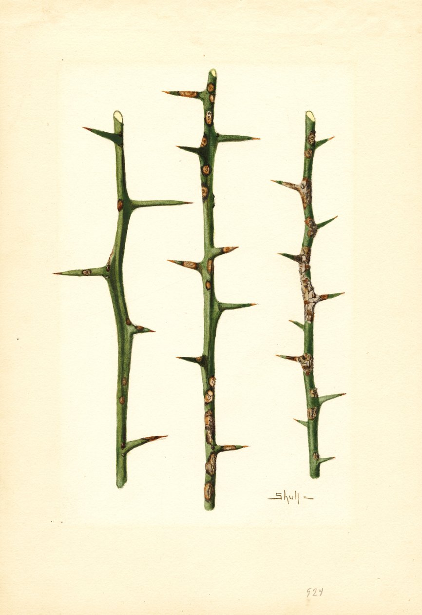 Citrus Canker on Orange plant stem (Poncirus trifoliata) by James Marion Shull