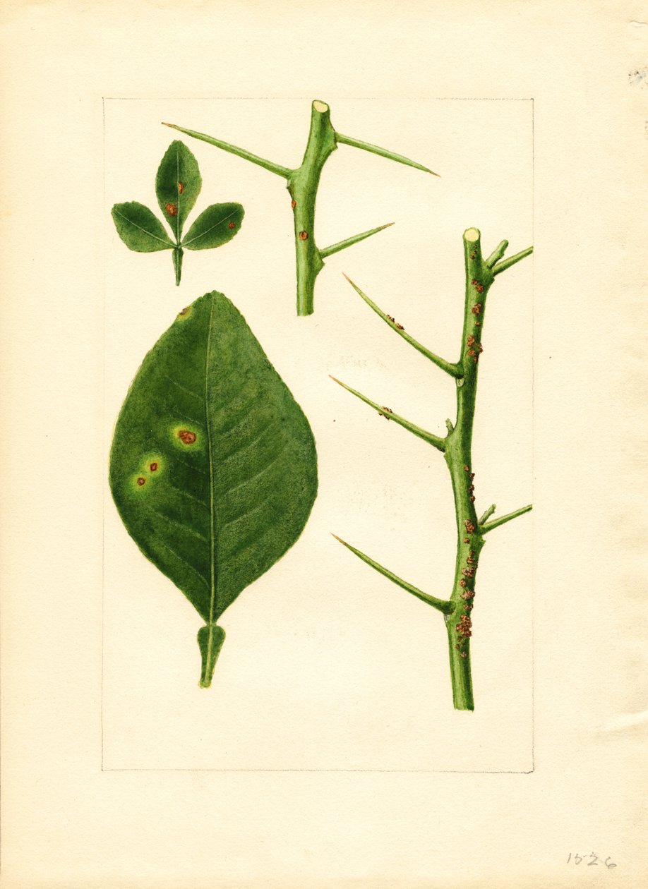 Diseased orange tree leaf and twig (Poncirus trifoliata) by James Marion Shull