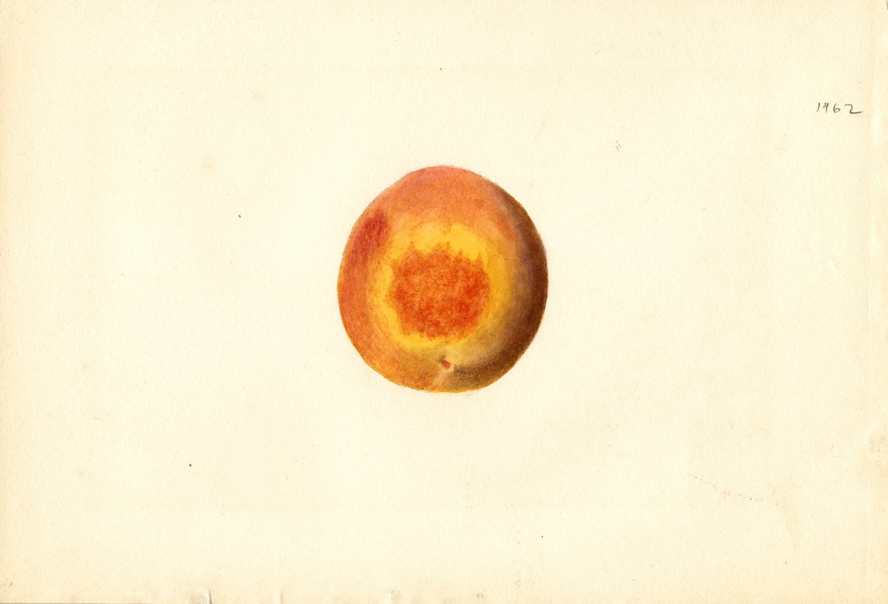 Peach (Prunus persica: Elberta) by James Marion Shull