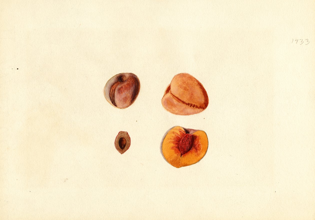 Peaches (Prunus persica: Hutchkins) by James Marion Shull