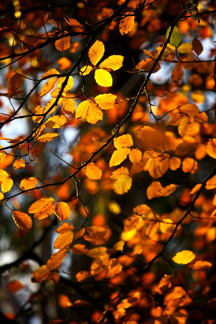 Yellow and Gold Autumn Leaves Still on the Branch of a Tree by James McCormick