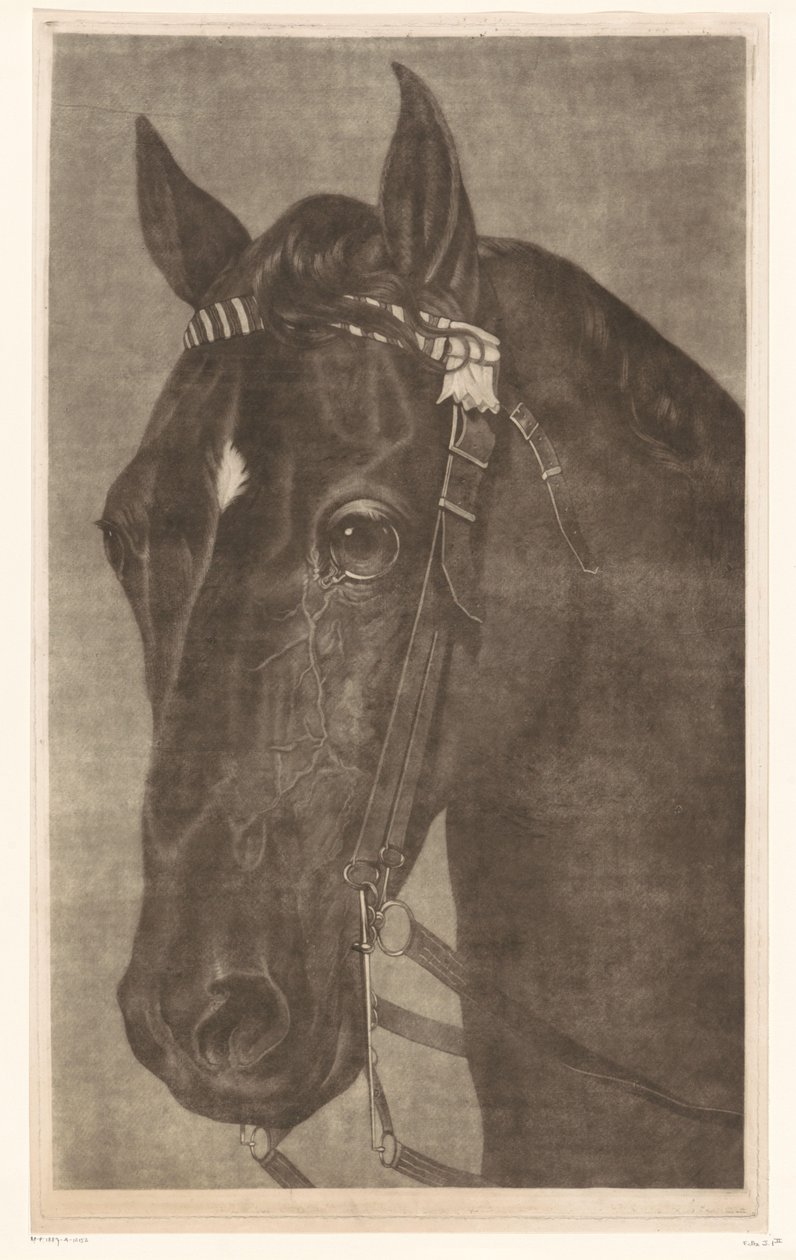 Head of a Horse with Bridle by James Newman Hodges