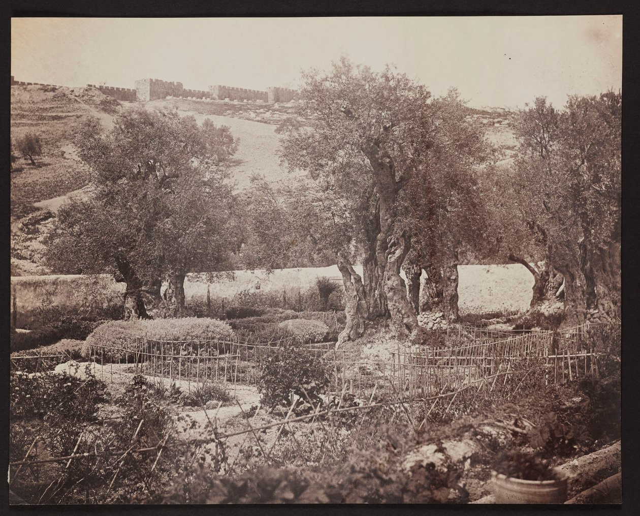 Gethsemane [Jerusalem. Mount of Olives] by James Robertson