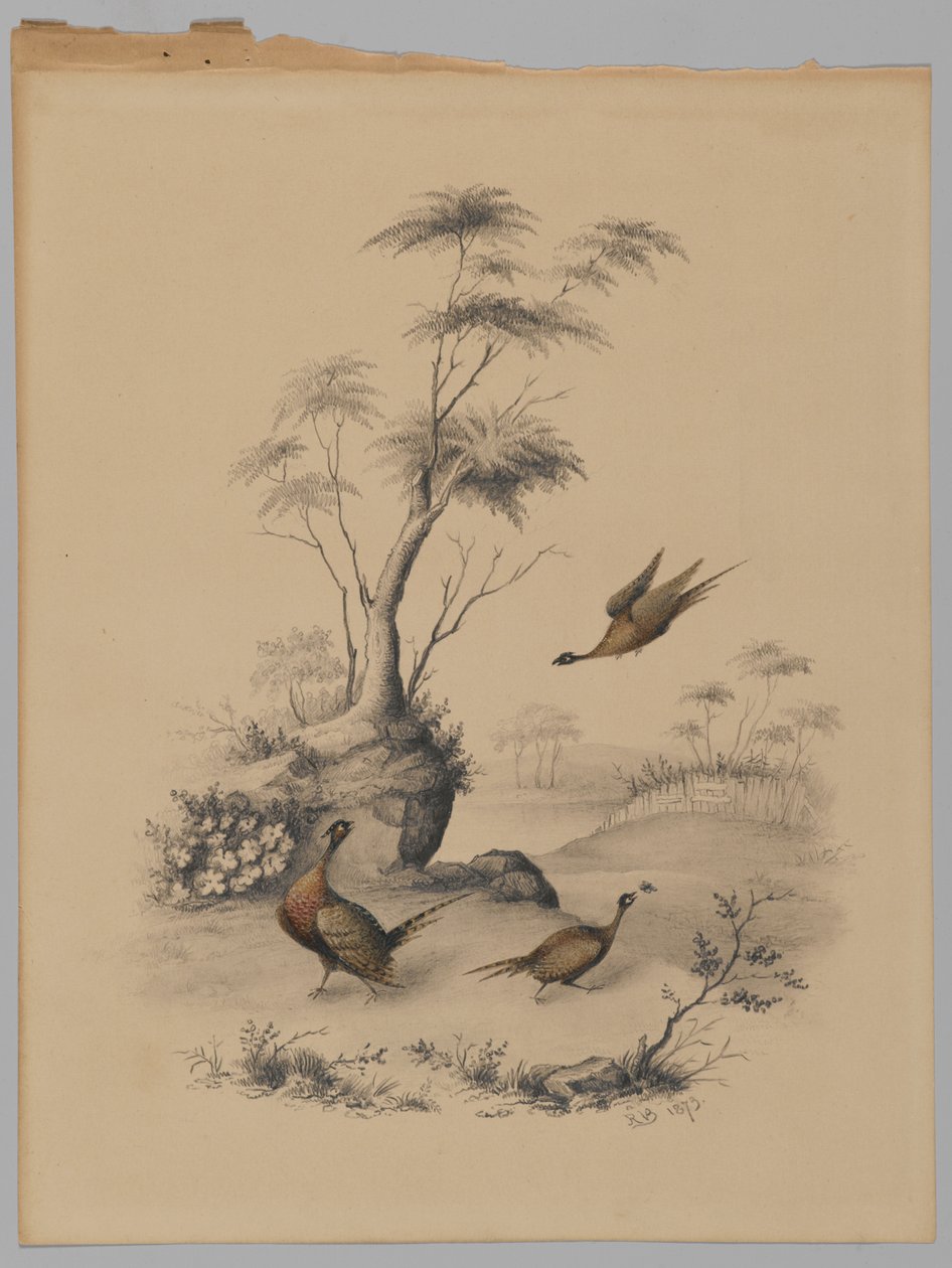 Three Pheasants by James Ryder van Brunt