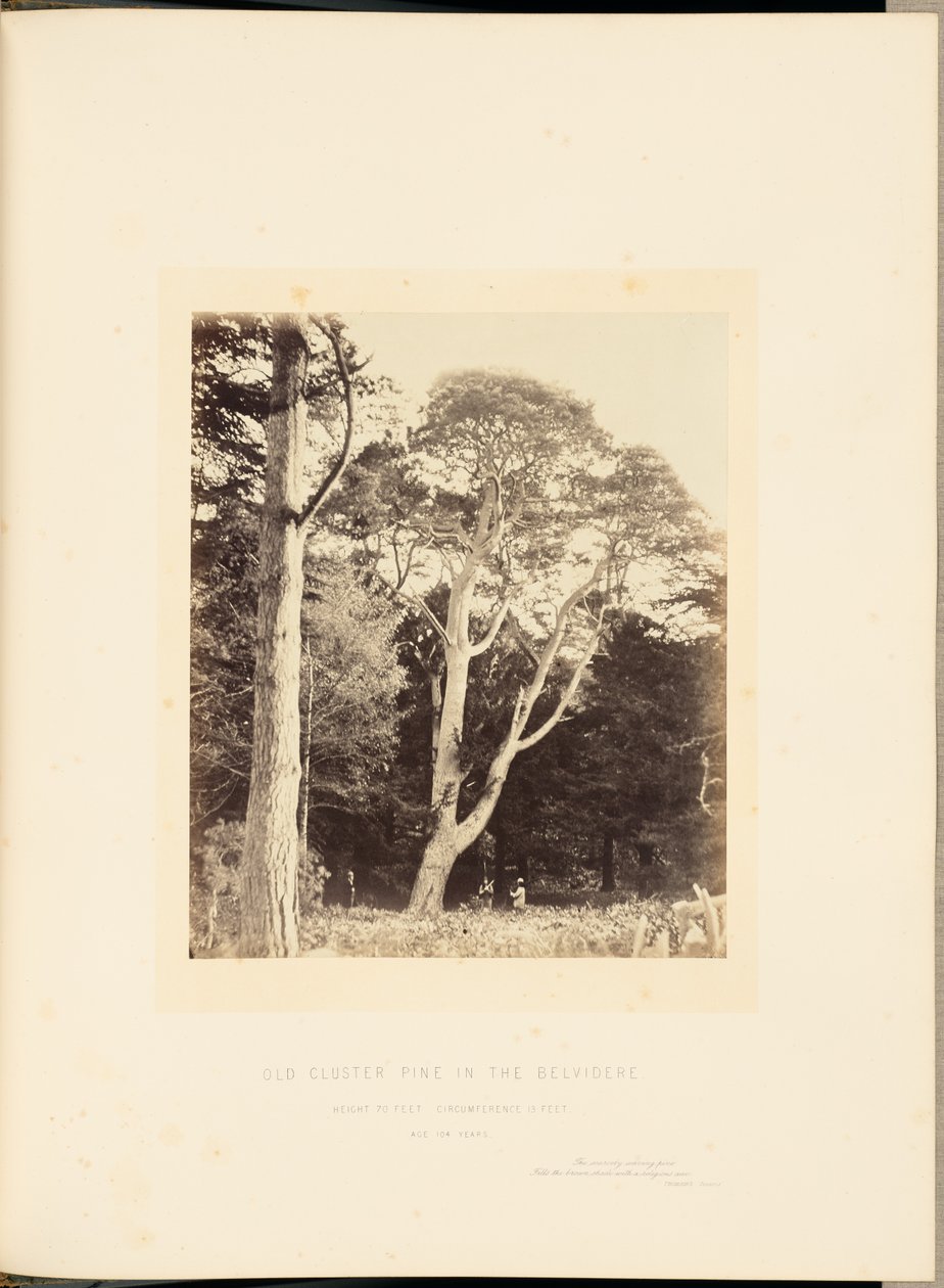 Old Cluster Pine in the Belvidere by James Sinclair, 14th Earl of Caithness