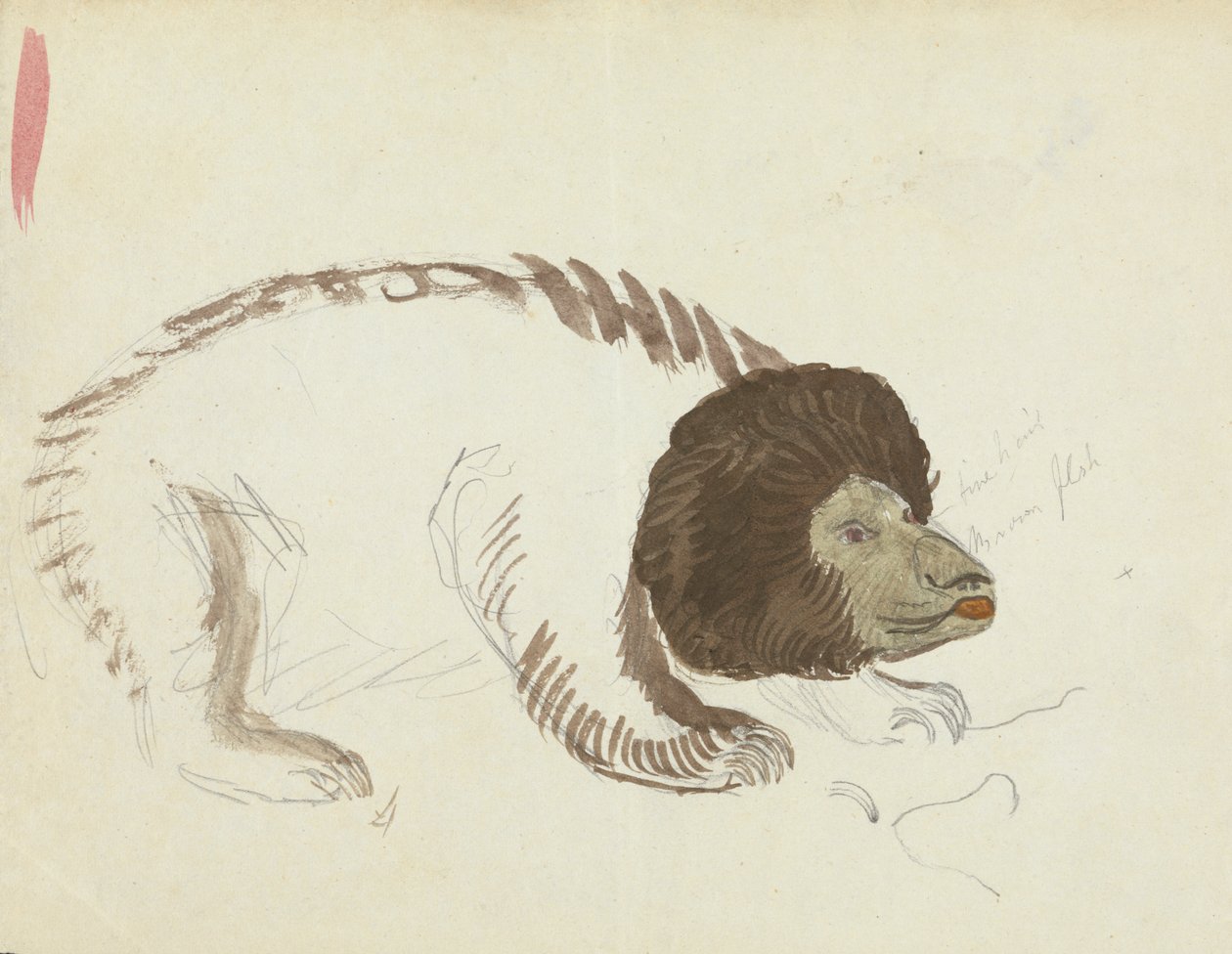 A Bear by James Sowerby