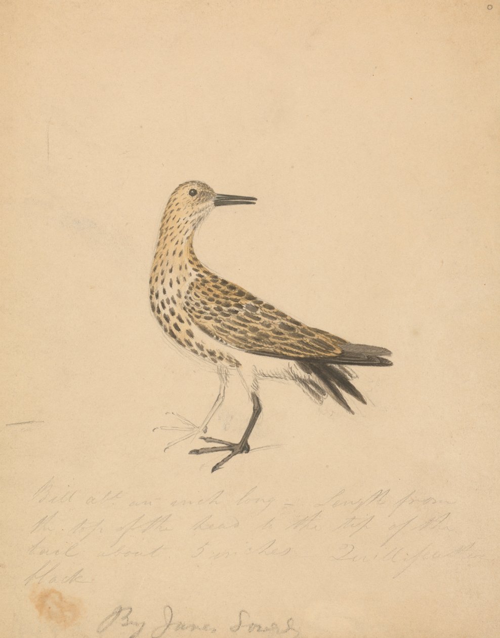 A Bird by James Sowerby