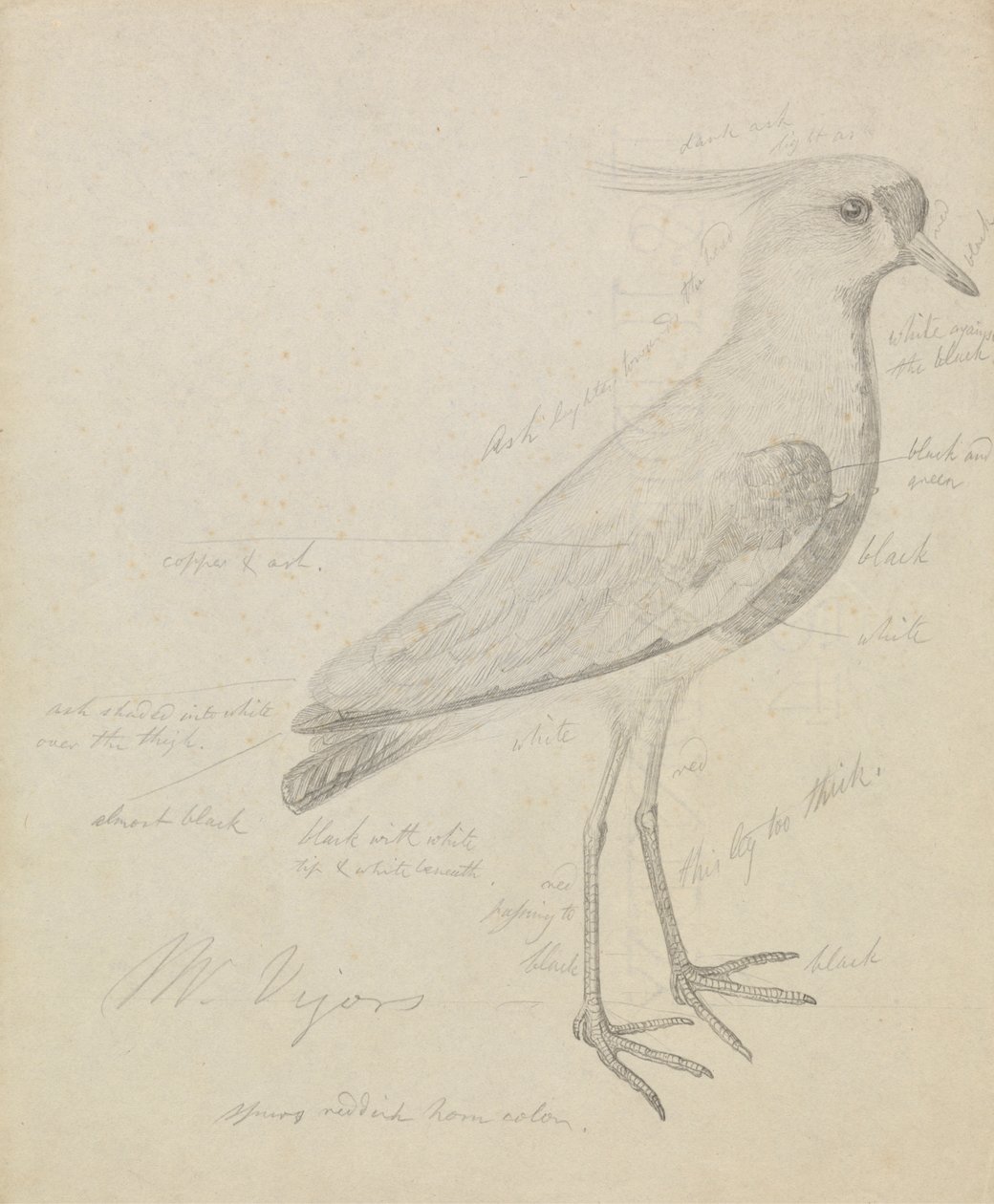 A Lapwing by James Sowerby