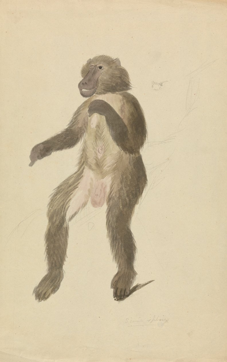 A Mandrill by James Sowerby