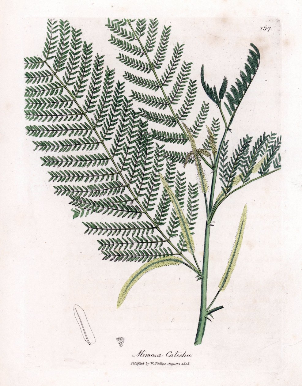 Acacia a cachou or cachoutier - Catechu, Acacia catechu by James Sowerby