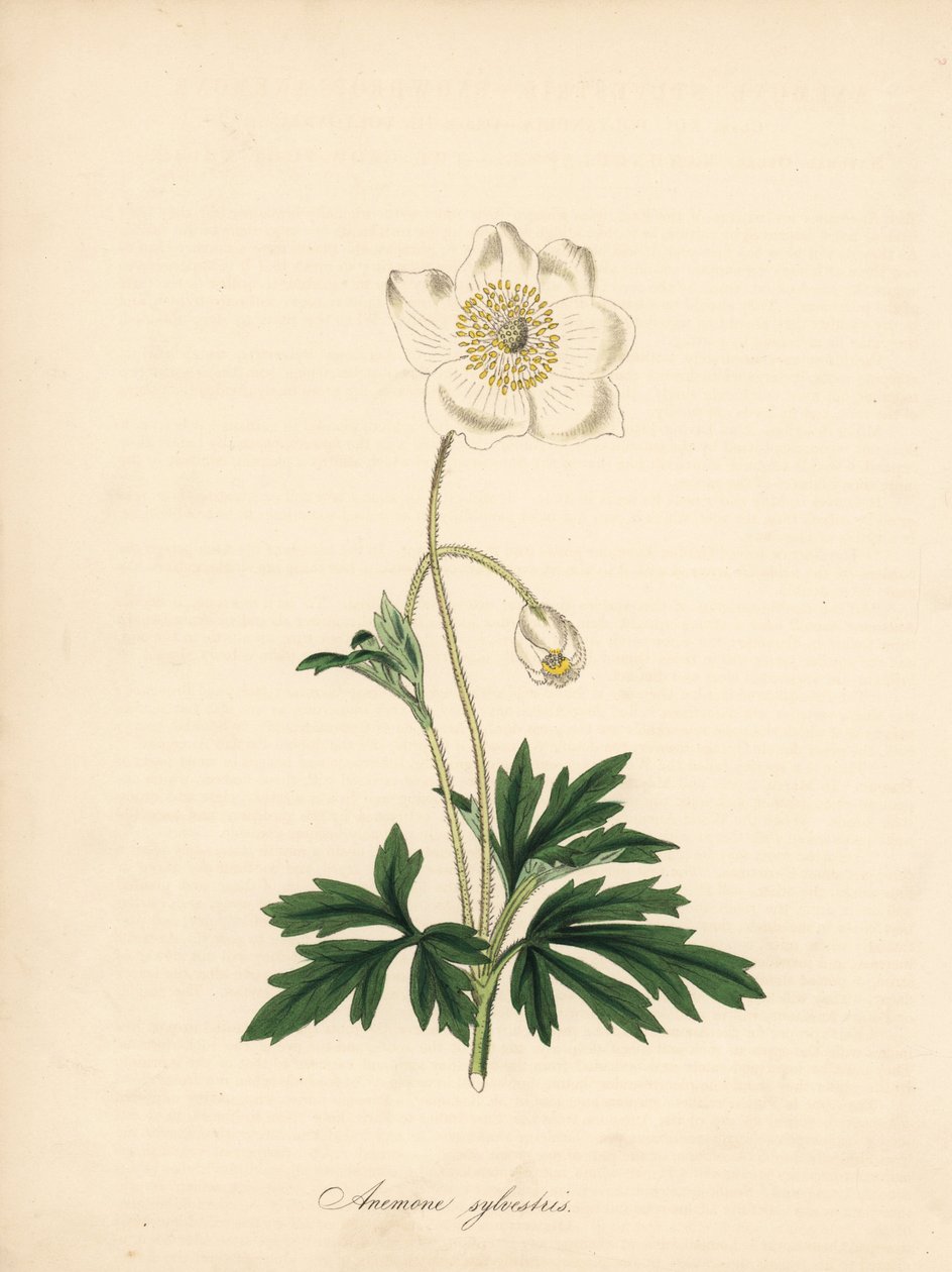 Anemone of the drill bits - Snowdrop anemone, Anemone sylvestris by James Sowerby